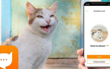 L’app qui traduit le langage des chats
