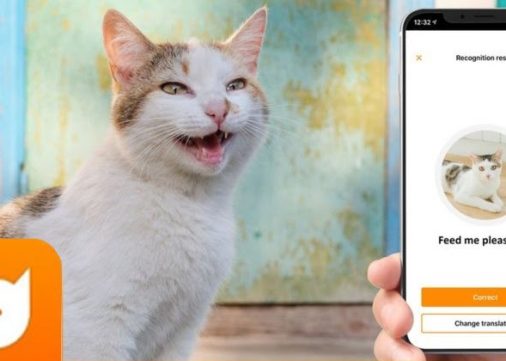 L’app qui traduit le langage des chats